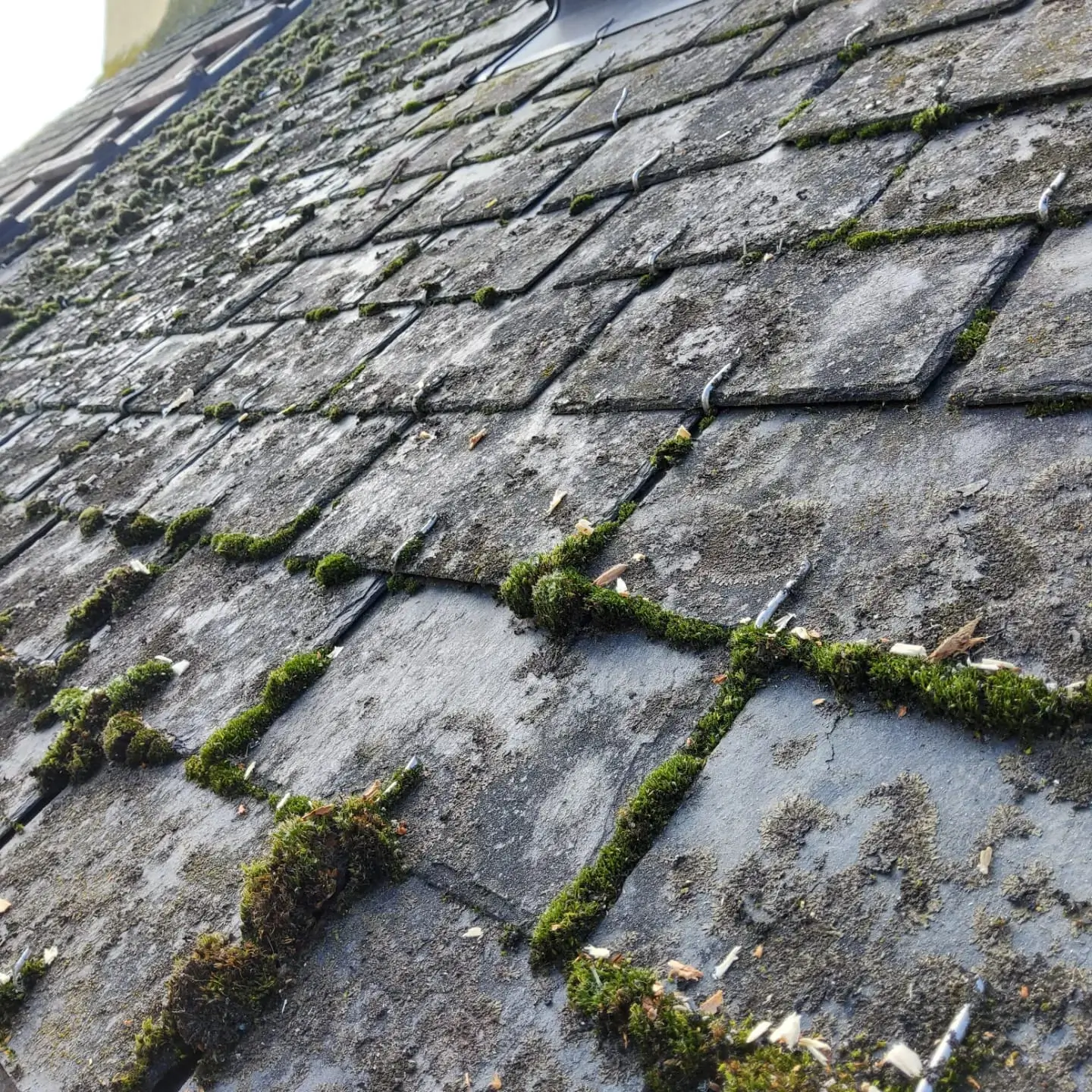 mousse sur toiture bretagne